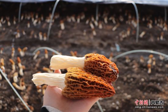 呼倫貝爾：羊肚菌喜獲豐收 走俏市場(chǎng)